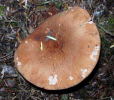 Lactarius subserifluus.